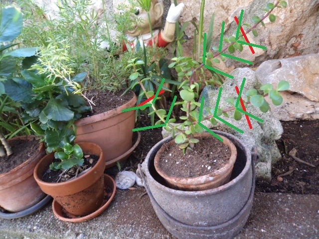 Portulacaria afra - kiki ko